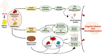 A Review of miRNAs as Biomarkers and Effect of Dietary Modulation in Obesity Associated Cognitive Decline and Neurodegenerative Disorders